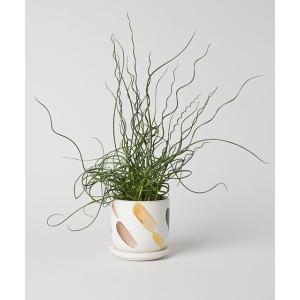 TODAY'S SPECIAL（トゥデイズスペシャル） 花瓶 デシレ ポット 15cm