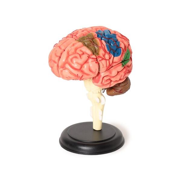 インテリア 4D MASTER / HUMAN ANATOMY