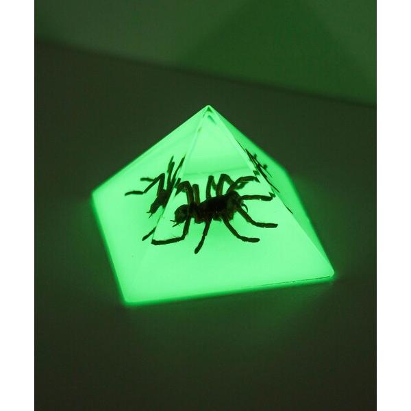 REAL BUG / Pyramid Tarantula