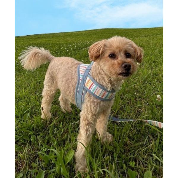 犬 ハーネス リード Calulu/ラクカチ レインボーハーネス/SMサイズ