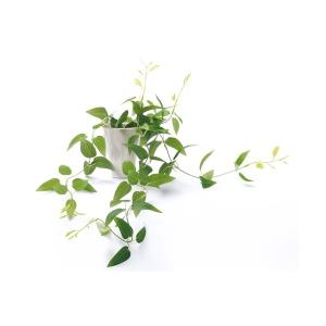 インテリア 光触媒 インテリアグリーン KUポット