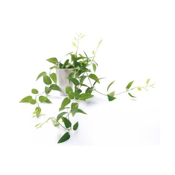 インテリア 光触媒 インテリアグリーン KUポット