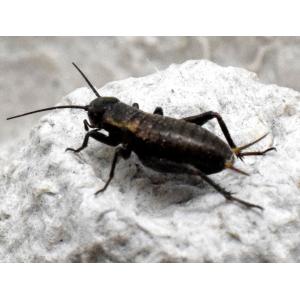 生き餌 コオロギ Ssの商品一覧 通販 Yahoo ショッピング