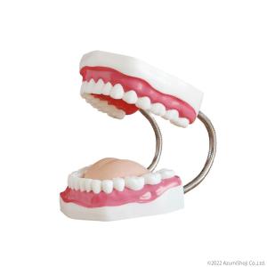 歯列模型 無段階開閉式 模型 モデル 大型 歯磨き指導 教育 おもちゃ 歯の模型 研修 指導 見やすい 開閉可能 咀嚼 嚥下機能 説明 器具 挿入 ブラッシング指導の商品画像