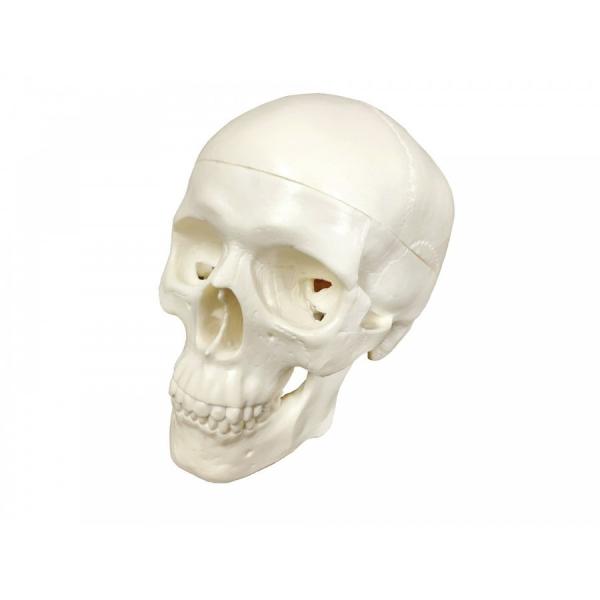 頭蓋骨 模型 分解 モデル ミニ頭蓋骨 自由研究 モデルアート テストアート 教育 スケッチ 練習 ...