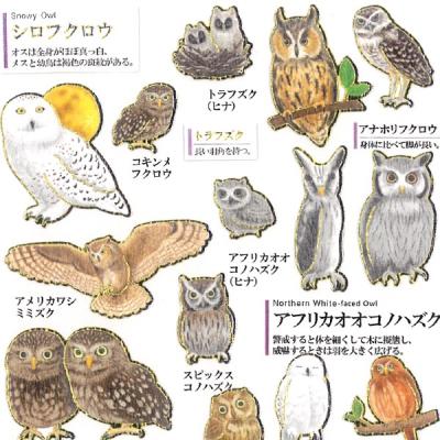 大人の図鑑シール フクロウ 可愛い ミミズク ヒナ 赤ちゃん 金箔押し加工 カミオジャパン 手帳 デコ 箔押し 最安値 価格比較 Yahoo ショッピング 口コミ 評判からも探せる