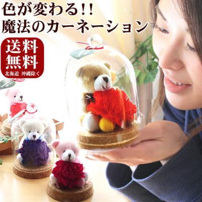 母の日 色が変わる魔法のカーネーション バラ 花 プリザーブドフラワー KUMAKUMAフリル〜 [プリザーブドフラワー]