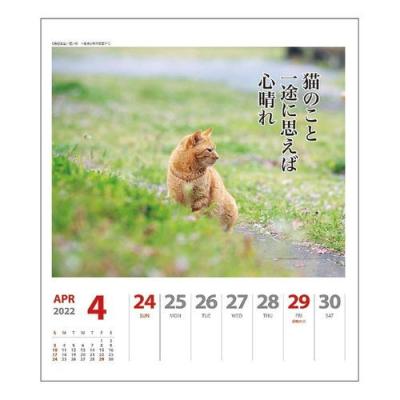 2022 カレンダー 猫川柳 週めくり 壁掛け 卓上 スケジュール ねこ キャット APJ かわいい 動物 写真