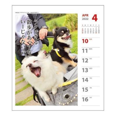 チワワ 犬川柳 週めくり 令和4年 暦 2022年 カレンダー 書き込み 壁掛け 卓上 スケジュール いぬ ドッグ