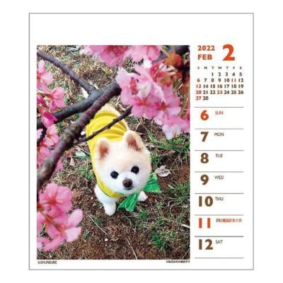 犬 俊介 ポメラニアン 週めくりミニ 書き込み 2022 カレンダー 卓上 スケジュール いぬ ドッグ 令和4年 暦