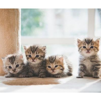 プチ キャンバスアート 写真 アート Petit Canvas Art なかよし 美工社 32×25×2.5cm フレームレス