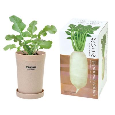 栽培キット おうちで 根菜栽培 だいこん にんじん ごぼう 栽培セット 種 野菜 大根 人参 ダイコン ニンジン ゴボウ かわいい グリーン インテリア 最安値 価格比較 Yahoo ショッピング 口コミ 評判からも探せる