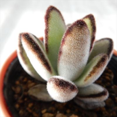 多肉植物 Hmカランコエ 黒鮮月兎耳 多肉植物 カランコエ 6cmポット フラワーネット日本花キ流通 通販 Yahoo ショッピング