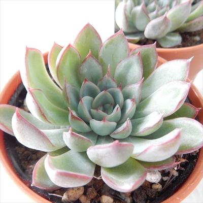 多肉植物 Hmエケベリア 花の薔薇 多肉植物 エケベリア 6cmポット Ori 001 001 フラワーネット日本花キ流通 通販 Yahoo ショッピング