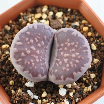 多肉植物 Asリトープス 紫福来玉 多肉植物 6cmポット メセン Z As 001 007 フラワーネット日本花キ流通 通販 Yahoo ショッピング