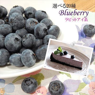 選べる ブルーベリー ラビットアイ系 果樹苗 苗木 苗 ブルーベリー苗 庭木 Z190904 601 001 フラワーネット日本花キ流通 通販 Yahoo ショッピング