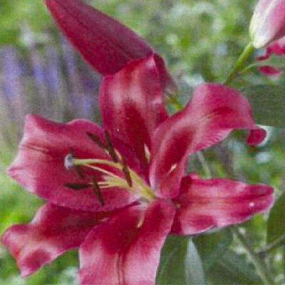 予約販売 オリエンタルリリー超特大球 カサブランカ レッドカサブランカ パラッツォ 球周34cm以上 ユリ球根 百合球根 赤 赤紫 10月中旬以降発送 Z フラワーネット日本花キ流通 通販 Yahoo ショッピング