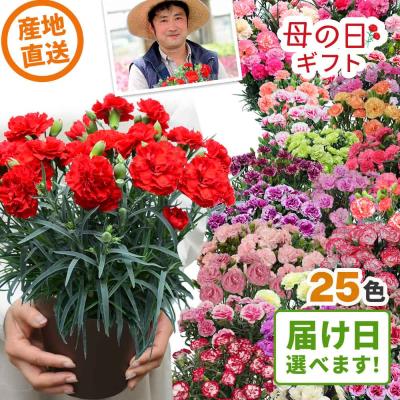 母の日 ギフト カーネーション 花  ははの日 2026 生花 60代 70代 80代 フラワーギフト 25色から選べる 産地直送 カーネーション5号鉢 スタンダード 25色