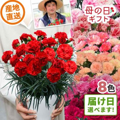 母の日 遅れてごめんね 2026 日付指定可能 花 ギフト カーネーション 鉢植え 6号 大きいサイズ 8色 鉢花 産地直送 2026母の日 60代 70代 80代 義母 祖母 生花