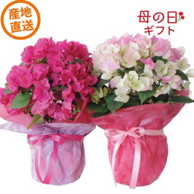 母の日ギフト 産地直送 花  鉢花 カーネーション以外 誕生日プレゼント 人気 2026  50代 60代 70代 80代 ピンク 色が選べるブーゲンビリアの鉢植え 5号鉢