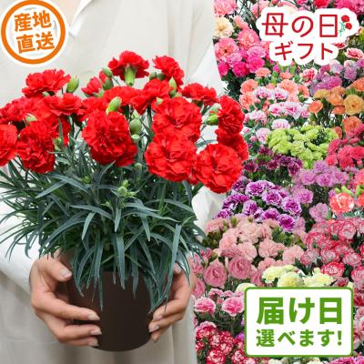母の日 遅れてごめんね 2026 日時指定可能  カーネーションの鉢植え 5号鉢 色合いおまかせ プレゼント ギフト 花 2026 誕生日 生花 60代 70代 80代