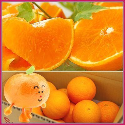 紅まどんな（ご家庭用）2kg 送料無料 不揃い　フルーツ 果物 旬 くだもの 食品 おやつ 紅マドンナ 愛果28号 みかん 柑橘類 ミカン 産地直送