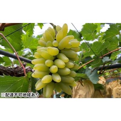 ふるさと納税 ぶどう 2026年 ゴールド フィンガー 1〜3房（約0.8kg） ブドウ 葡萄 岡山市産 国産 フルーツ 果物 ギフトタンポポ農園 岡山県岡山市