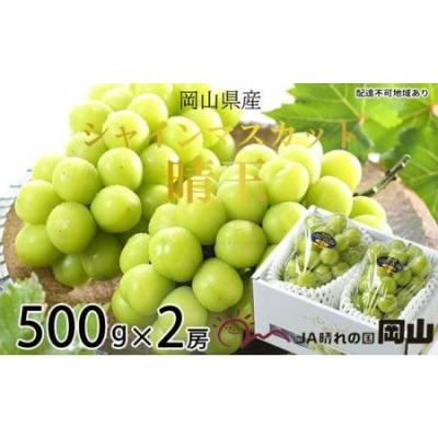 ふるさと納税 ぶどう 2026年  シャイン マスカット 晴王 約500g×2房 ブドウ 葡萄  岡山県産 国産 フルーツ 果物 ギフト 岡山県岡山市