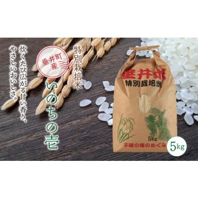 ふるさと納税 令和7年産 【新米】 特別栽培米 垂井町産 いのちの壱 5kg ｜ お米 米 こめ コメ 白米 精米 ご飯 ライス 産地直送 ギフト 贈答用 プ.. 岐阜県垂井町