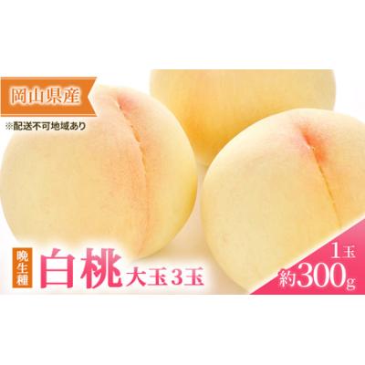 ふるさと納税 桃 2026年 先行予約 岡山の 白桃 大玉3玉（晩生種）（1玉約300g） もも モモ 岡山県産 国産 フルーツ 果物 ギフト 岡山県玉野市