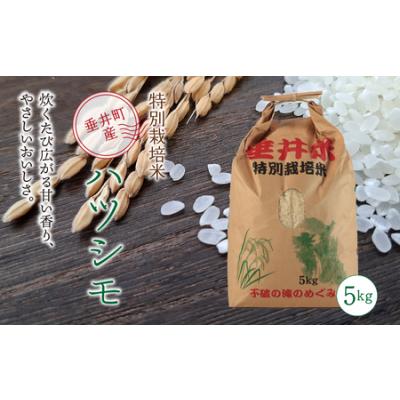 ふるさと納税 令和7年産 【新米】 特別栽培米 垂井町産 ハツシモ 5kg ｜ お米 米 こめ コメ 白米 精米 ご飯 ライス 産地直送 ギフト 贈答用 プレ.. 岐阜県垂井町