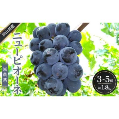 ふるさと納税 ぶどう 岡山県 岡山市 ぶどう 2026年 ニュー ピオーネ 約1.8kg 3〜5房 減農薬 栽培 ブドウ 葡萄 岡山県産 国産 フルーツ 果物 ギフト ばんの農園