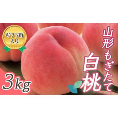 ふるさと納税 もも 山形県 -  先行受付 令和8年度発送 山形もぎたて白桃3kg ギフト箱入り もも モモ 桃 デザート フルーツ 果物 くだもの 果実 食品 山形県 FS…