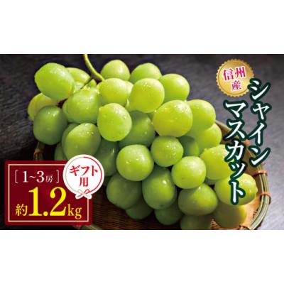 ふるさと納税 ぶどう マスカット 長野県 松本市  先行受付：2026年発送 信州産 シャインマスカット ギフト用 約1.2kg(1房〜3房) ｜ふるさと納税 信州 松本 シ…
