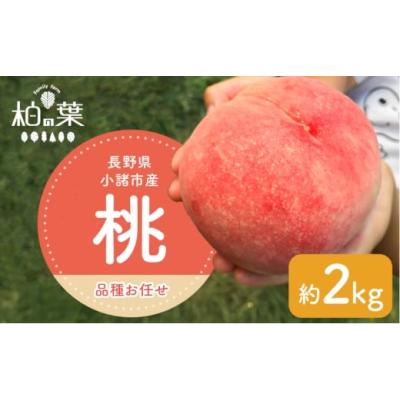ふるさと納税 もも 長野県 小諸市  2026年発送先行予約 　長野県小諸市産桃　約2kg（6〜9玉） ギフト用　 Family farm 柏の葉 No.5915-1676