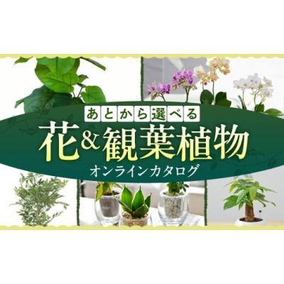 ふるさと納税 カタログ 愛知県 豊橋市 ＼あとから選べる ／花・観葉植物カタログ 1万円分 オンライン 有効期限なし 後から選べる 植物 グリーン 花 お花 胡蝶…