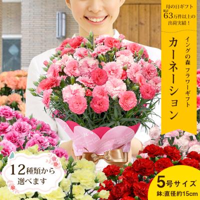 超早割! 母の日 12種類から選べるカーネーション5号サイズ 鉢植え 全国送料無料 2026