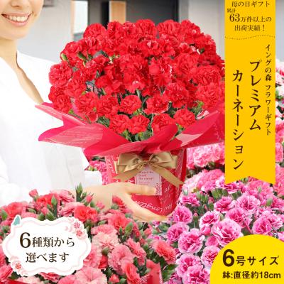 母の日 2026 カーネーション プレゼント ギフト 6種類から選べる特別栽培6号サイズ こだわりラッピング 全国送料無料