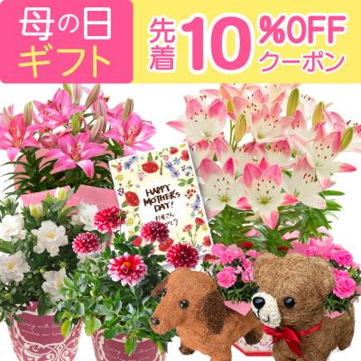 母の日 花 プレゼント 母の日ギフト 2026 ギフト カーネーション 鉢植え ゆり 百合 ユリ 花鉢 5号 鉢 鉢植 お花 鉢花 犬 5号鉢 60代 70代 80代