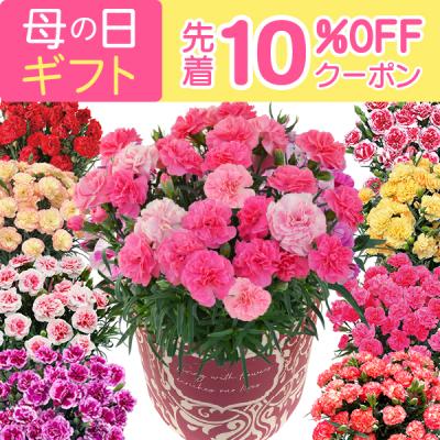 母の日 花 プレゼント 母の日ギフト 2026 ギフト カーネーション 鉢植え 花鉢 おしゃれ 5号 鉢 鉢植 お花 鉢花 5号鉢 60代 70代 80代