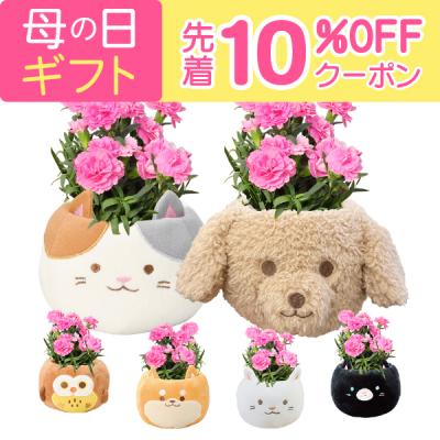 母の日 花 プレゼント 母の日ギフト 2026 ギフト カーネーション 鉢植え 花鉢 おしゃれ 鉢植 お花 犬 猫 ふくろう ギフトランキング 60代 70代 80代