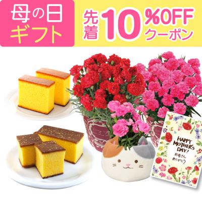 母の日 プレゼント 2026 花 ギフト カーネーション 鉢植え 花鉢 5号 鉢 鉢植 お花 鉢花 スイーツ 花とスイーツ おしゃれ 5号鉢 お菓子 文明堂 カステラ
