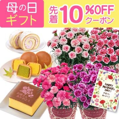 母の日 プレゼント 2026 花 ギフト カーネーション 鉢植え 花鉢 5号 鉢 鉢植 お花 鉢花 スイーツ 花とスイーツ おしゃれ 5号鉢 お菓子 文明堂 カステラ