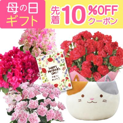 母の日 プレゼント カーネーション 鉢植え 花 ギフト 2026 花鉢 鉢花 鉢 お花 東北〜関西 送料無料 おしゃれ かわいい 母の日ギフト 母の日プレゼント