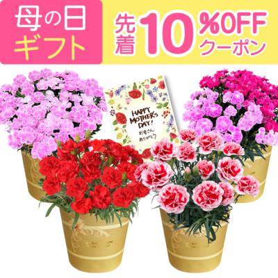 母の日 プレゼント ギフト プレゼント 花 カーネーション 鉢植え 東北〜関西 送料無料 母の日ギフト 母の日プレゼント 鉢花 花鉢 花のギフト社
