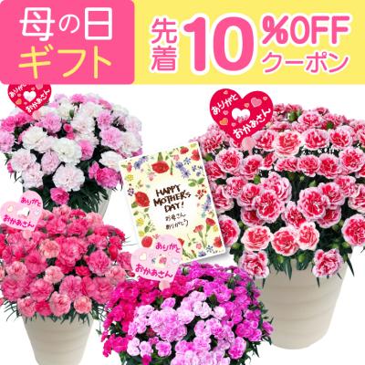 母の日 プレゼント 2026  花 ギフト カーネーション 鉢植え 花鉢 おしゃれ 7号 鉢 鉢植 お花 鉢花 ギフトランキング 7号鉢 60代 70代 80代