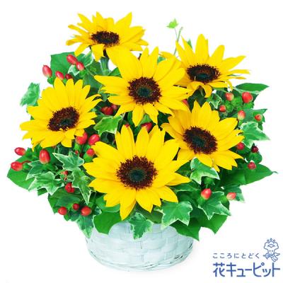 【父の日ギフト】花キューピット日付指定可  2026年 プレゼント ギフト ひまわりのアレンジメント