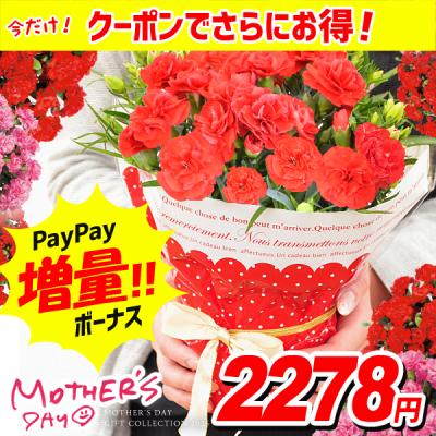 母の日 ギフト 花 カーネーション 2026 早割 プレゼント 鉢植え 4号鉢 鉢花 花鉢 生花 送料無料 50代 60代 70代 80代
