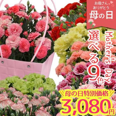 母の日 ギフト 花 早割 2026 カーネーション 鉢植え 選べる9色 生花 5号 送料無料 プレゼント メッセージカード付 60代 70代 80代