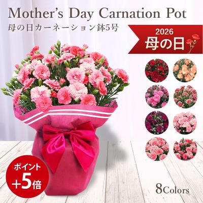 【遅れてごめんね】 母の日 ギフト 2026 プレゼント 花 送料無料 カーネーション 鉢植え 8色 赤 ピンク オレンジ 杏 紫 ボーナス等5％